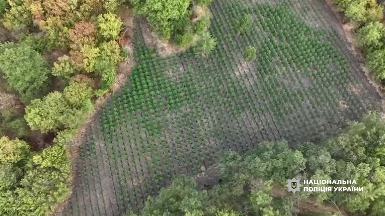 Поліція вилучила 2000 кущів конопель на Одещині