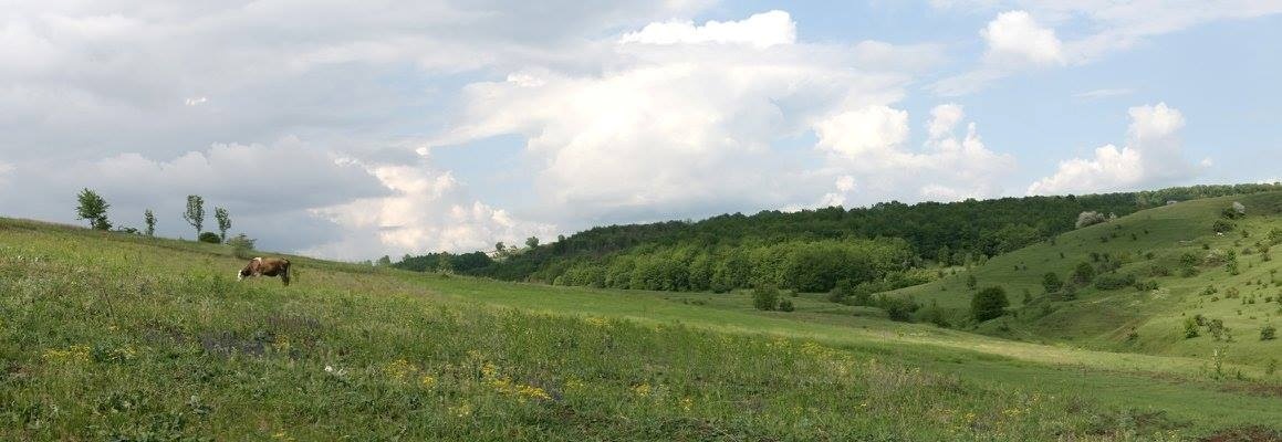Кодима: походження назви