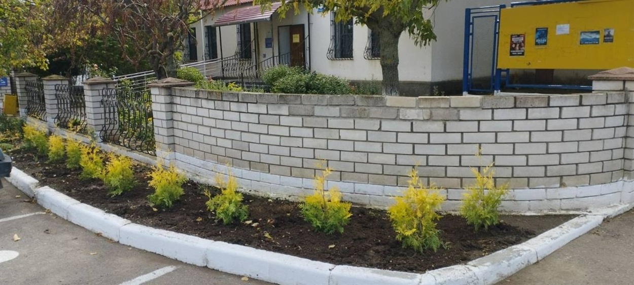 У Мирному висадили саджанці декоративних рослин 