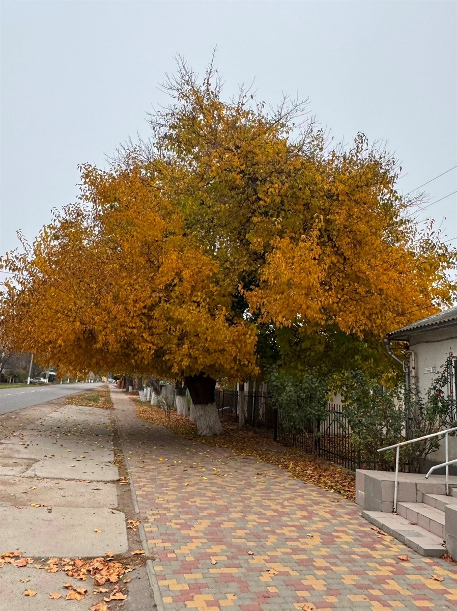 Тут листя можна згрести під дерево, щоб воно не утруднювало прохід тротуаром 