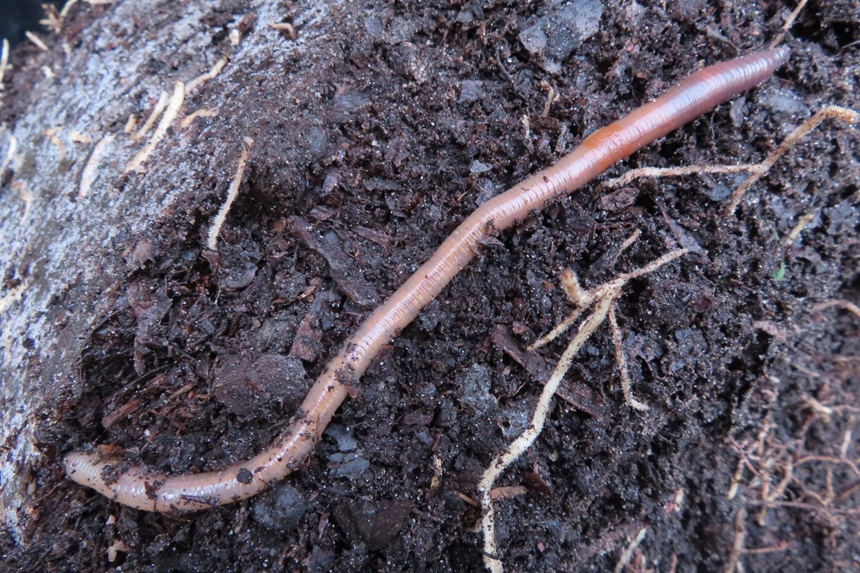Дощовий черв'як звичайний. 