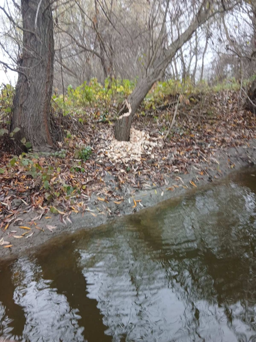 У плавнях нижнього Дністра зафіксували нового мешканця — бобра європейського