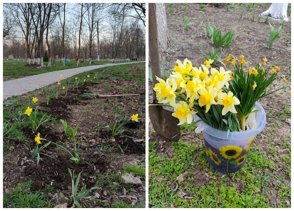 У Повстанському квітне ініціатива: як Катерина Домброван сім років озеленює рідне селище