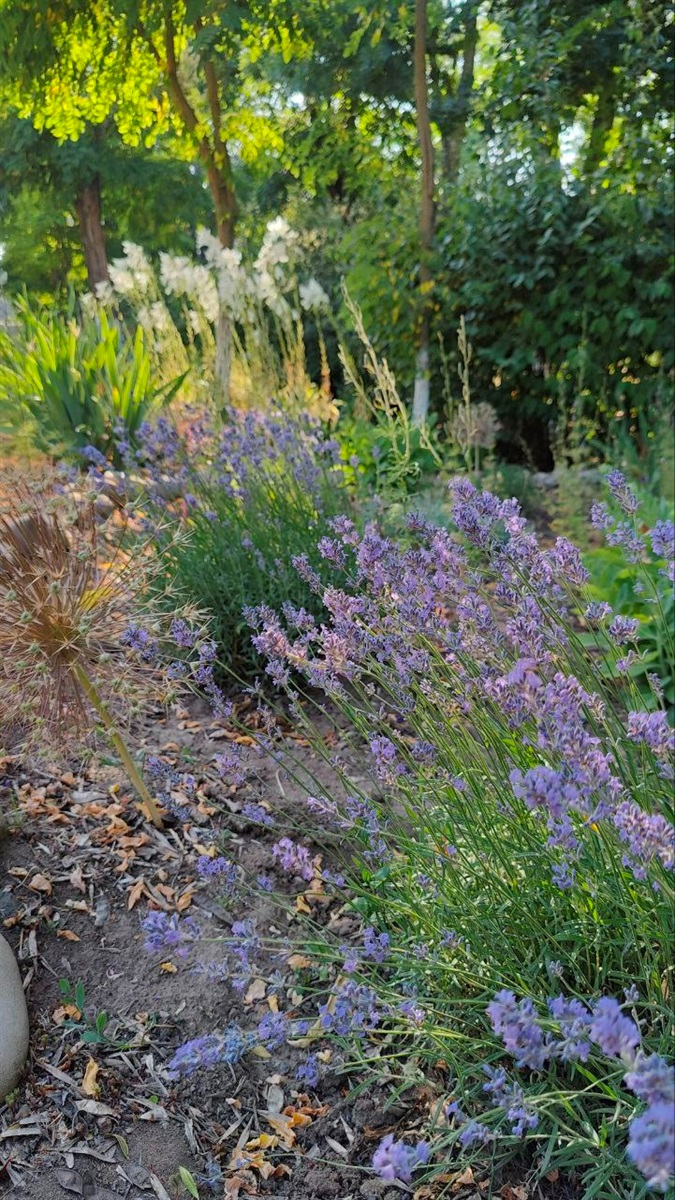 У Повстанському квітне ініціатива: як Катерина Домброван сім років озеленює рідне селище