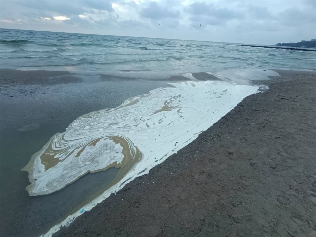 Екологічна катастрофа в Одесі: узбережжя затоки вкрите соняшниковою олією, гинуть птахи