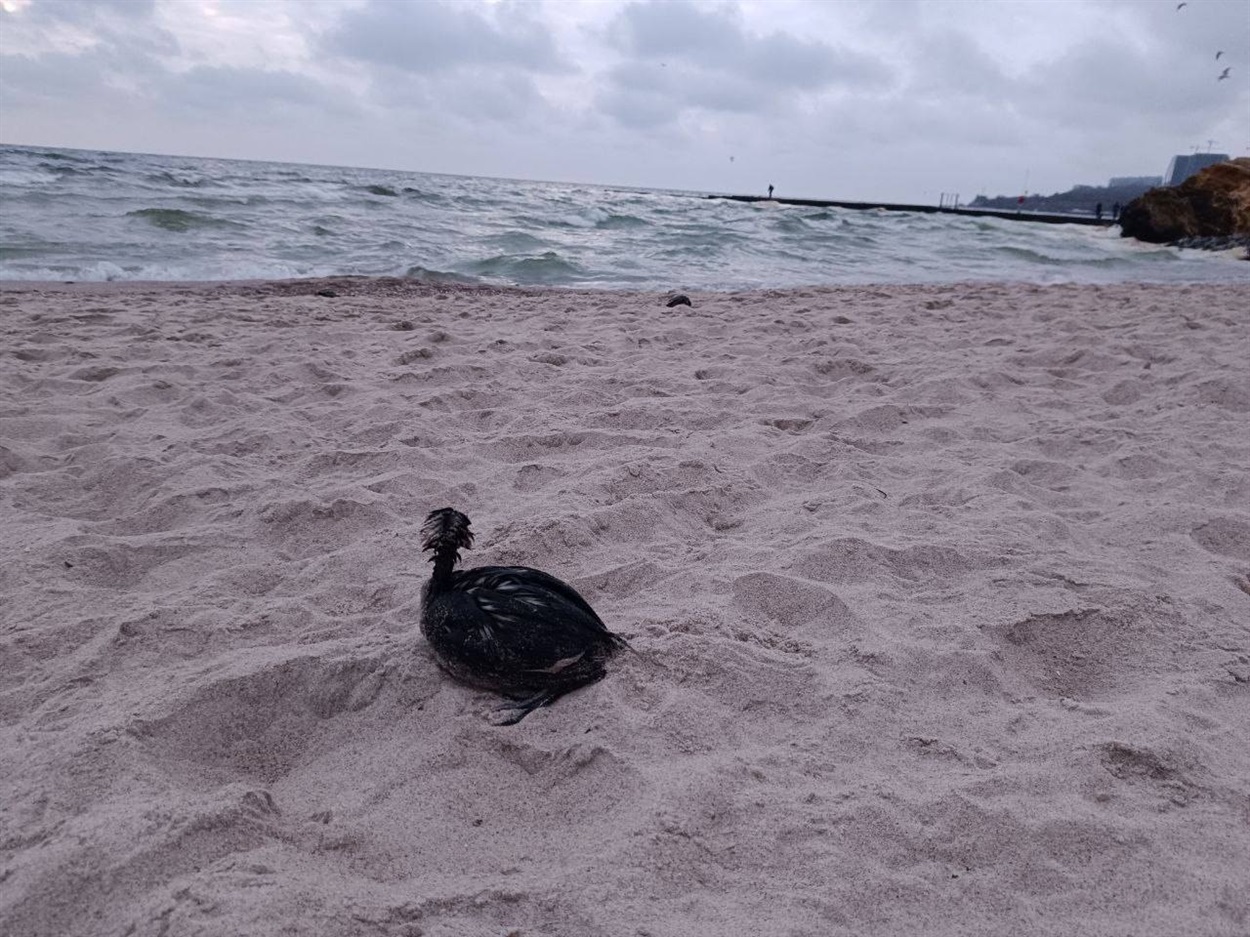 Екологічна катастрофа в Одесі: узбережжя затоки вкрите соняшниковою олією, гинуть птахи