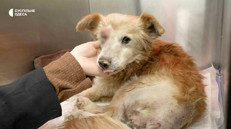 Собака, який постраждав під час російської атаки по мосту в районі села Маяки 