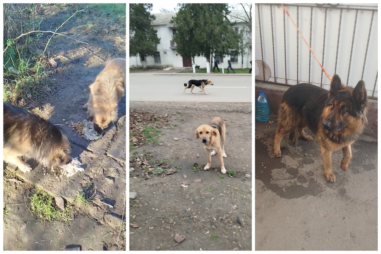 Мешканці Біляївки постійно викладають у групах фото з собаками на вулицях міста