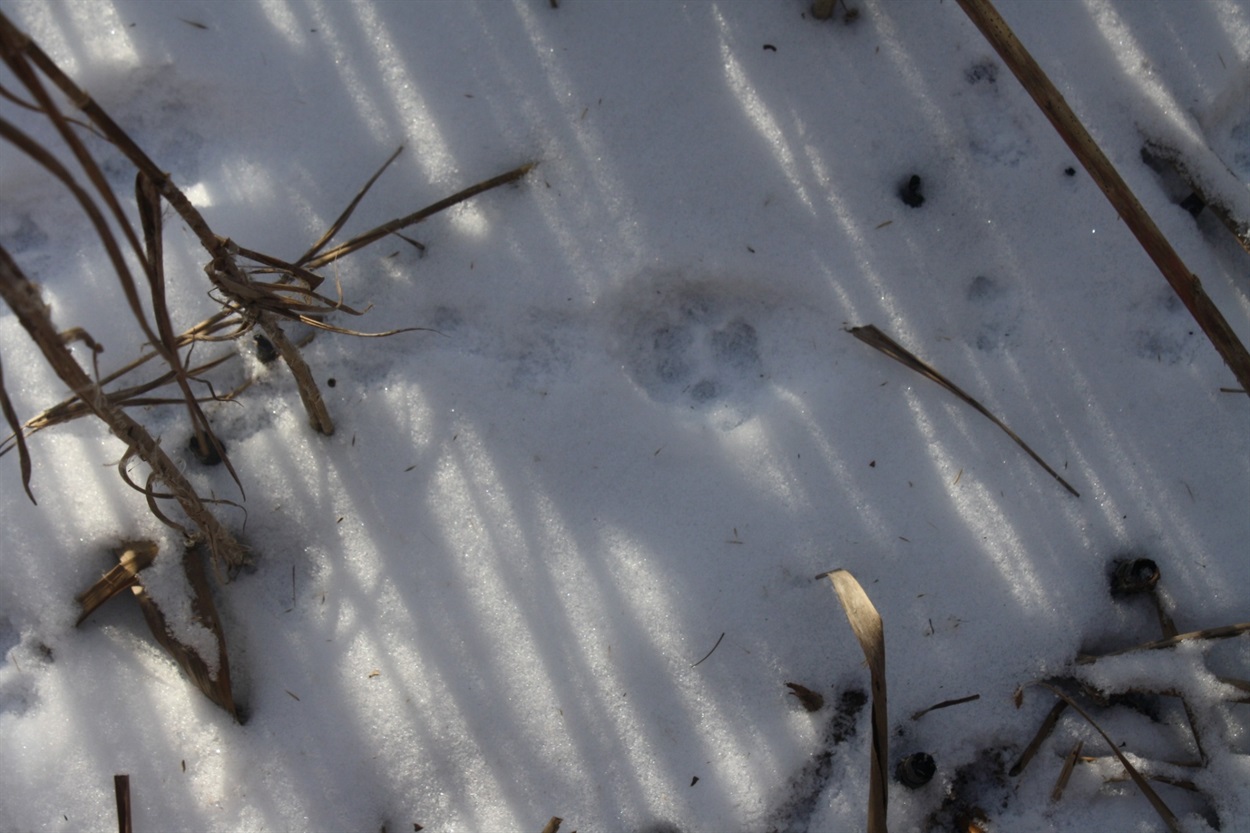 Слід лісового кота, що полював на мишку на суміжній з озером ділянці