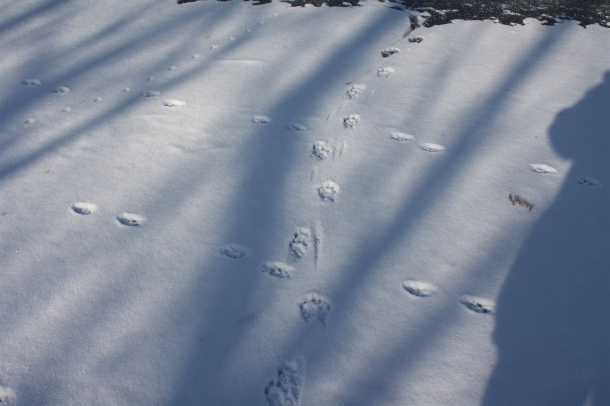 Сліди видри річкової та шакала звичайного