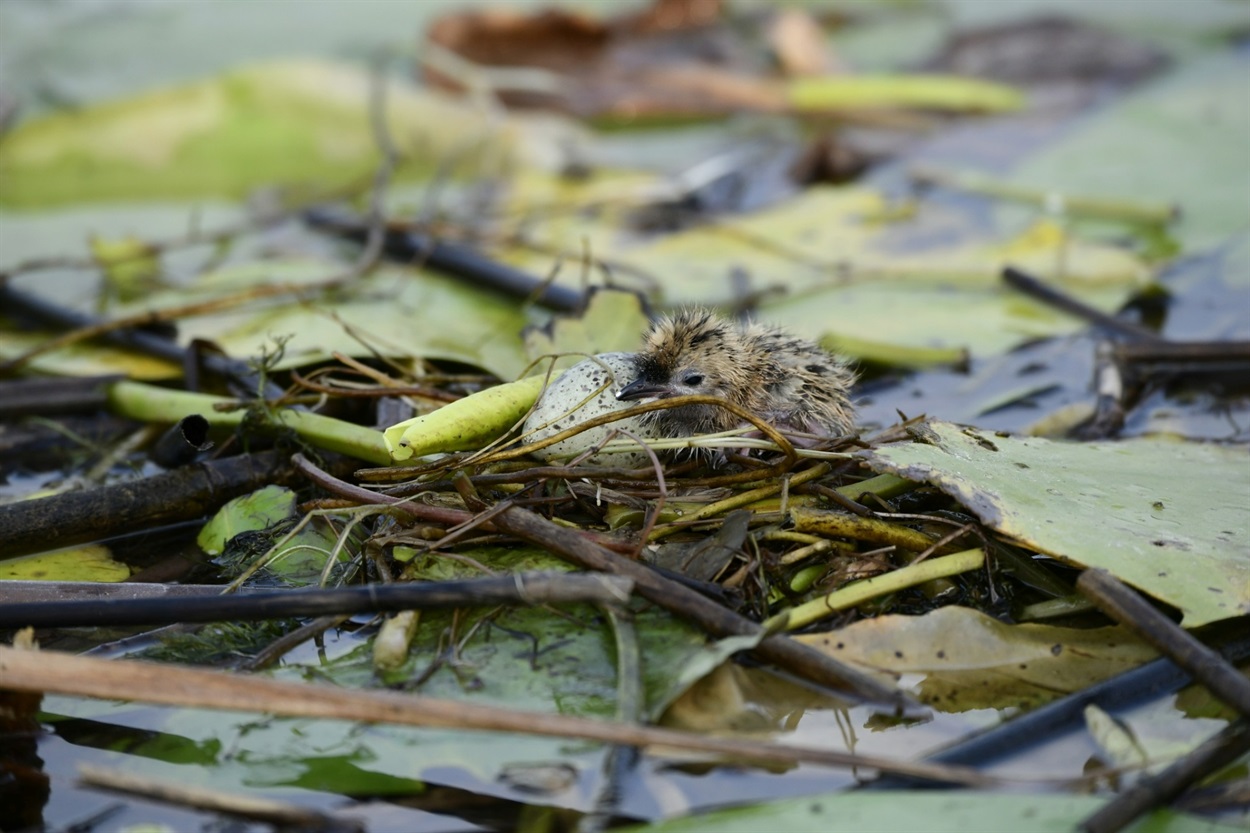 У Нижньодністровському нацпарку просять тиші: починається важливий період для природи