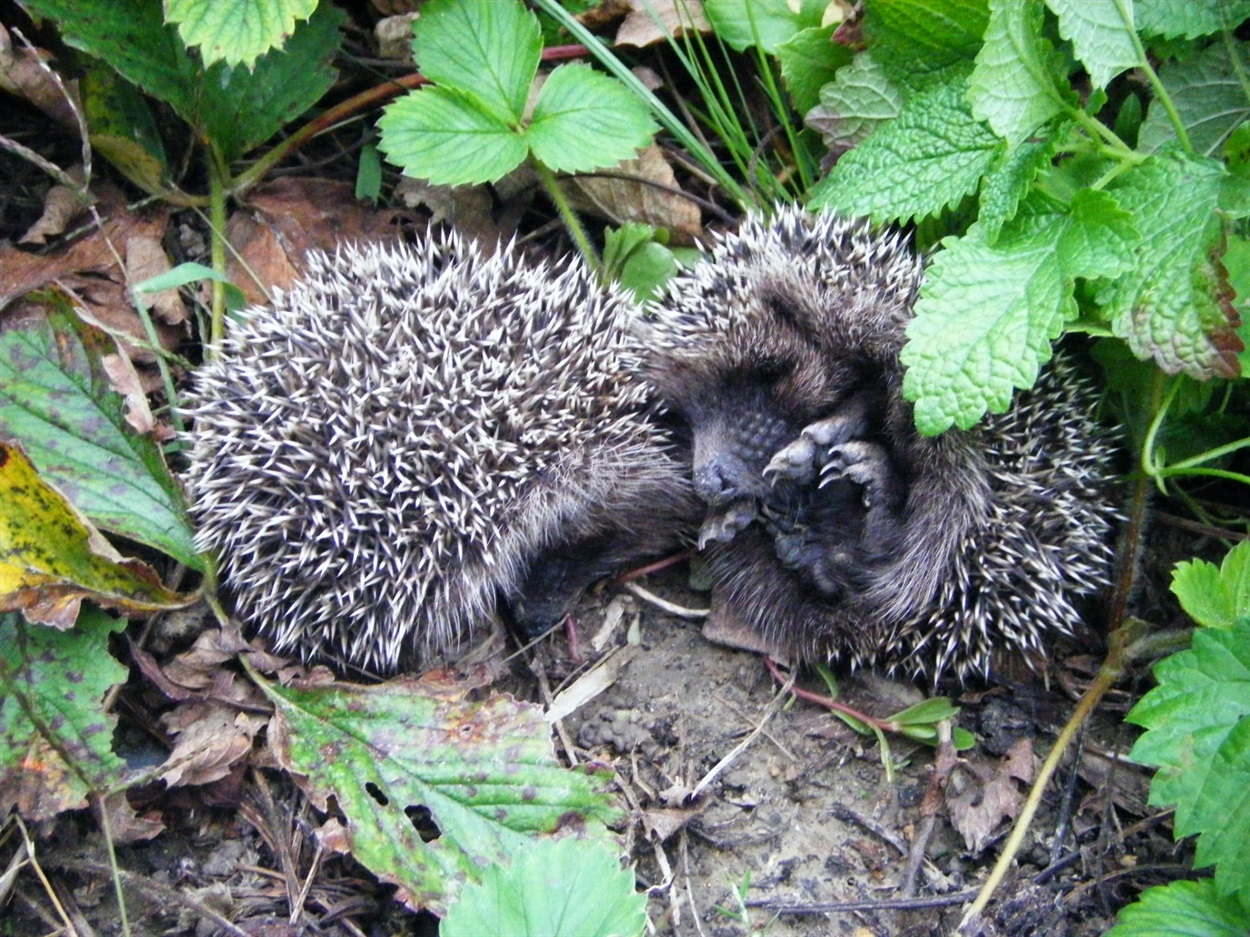У Нижньодністровському нацпарку просять тиші: починається важливий період для природи