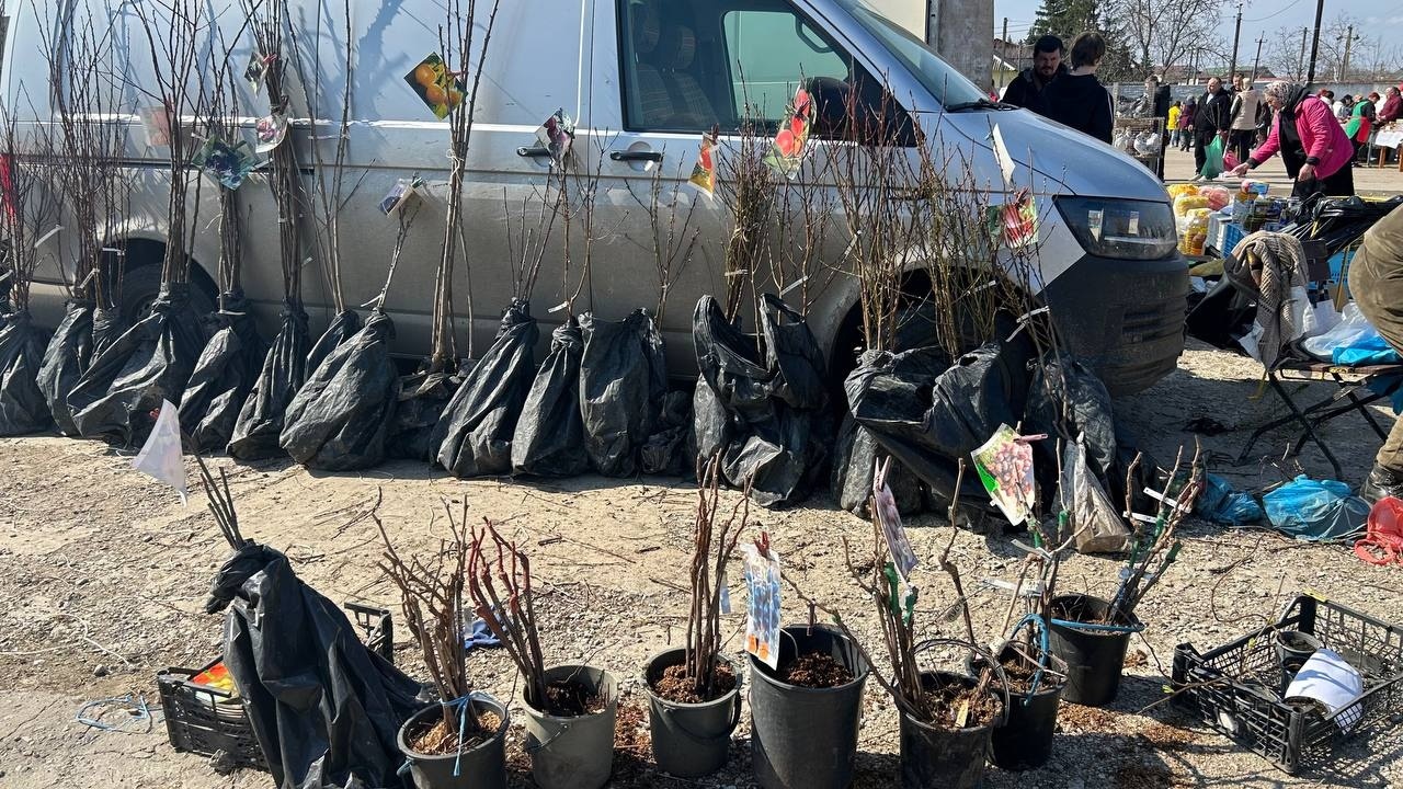 Море саджанців, м’ясні делікатеси та домашні смаколики: як пройшов весняний ярмарок у Біляївці