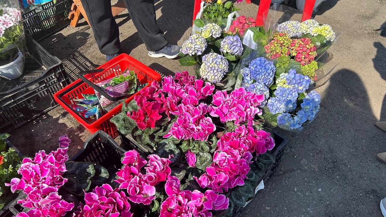 Море саджанців, м’ясні делікатеси та домашні смаколики: як пройшов весняний ярмарок у Біляївці