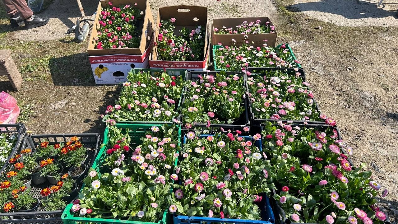 Море саджанців, м’ясні делікатеси та домашні смаколики: як пройшов весняний ярмарок у Біляївці