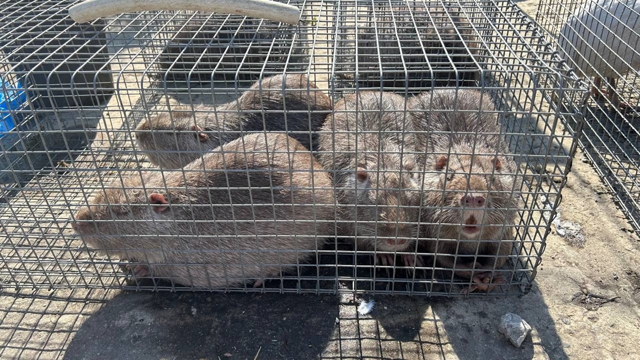 Море саджанців, м’ясні делікатеси та домашні смаколики: як пройшов весняний ярмарок у Біляївці