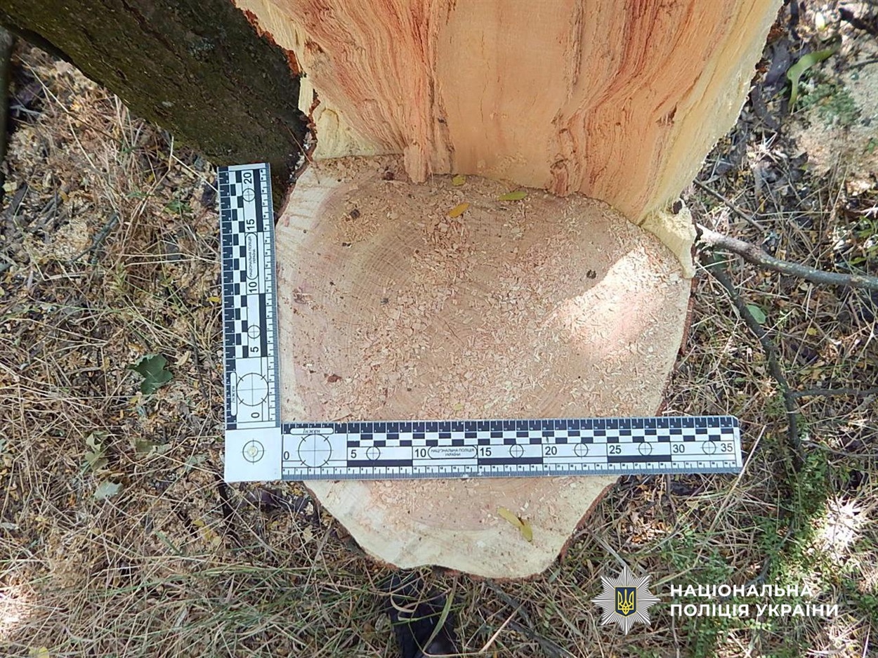 Двоє мешканців Біляївської громади спиляли 206 дерев для продажу: їм загрожує до 7 років