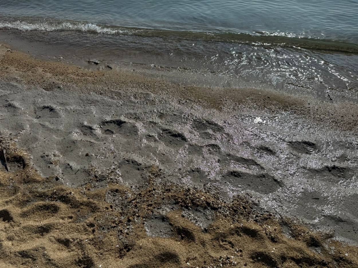 Біля Чорноморська зафіксували забруднення моря олією: інспектори рятували птаха