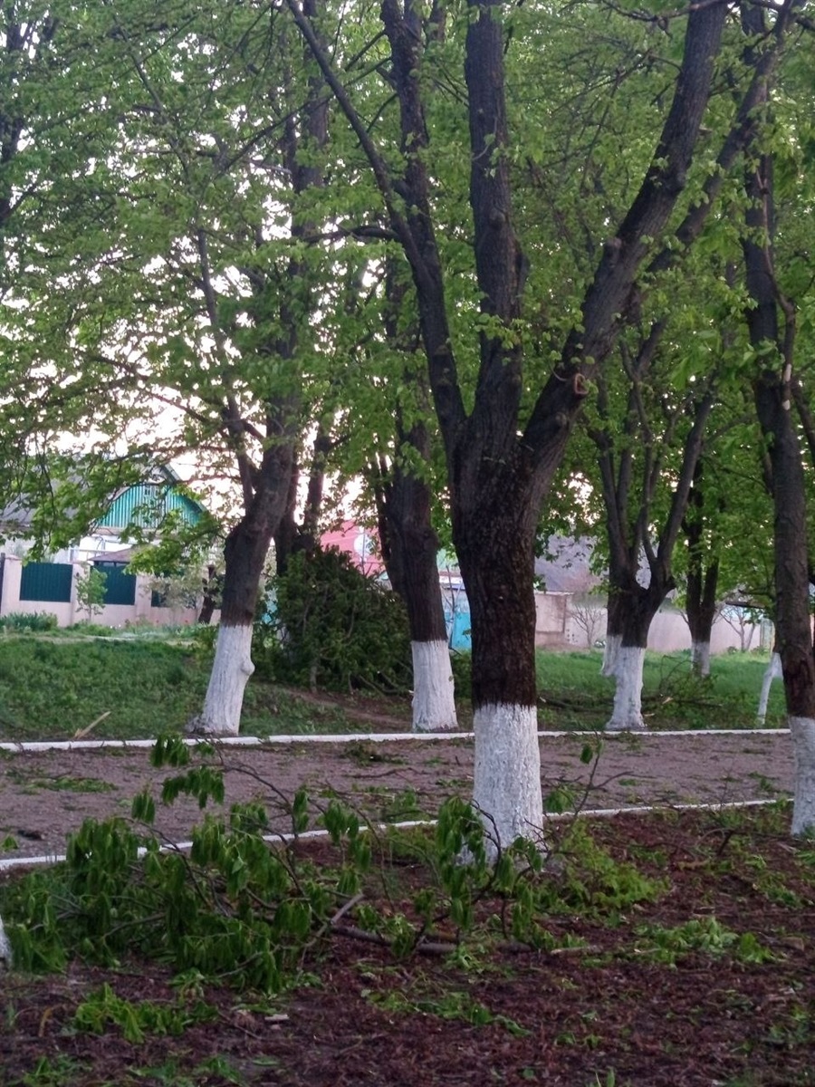 Сильний вітер і пилова буря: на Одещині повалені дерева, пошкоджені будівлі та знеструмлення