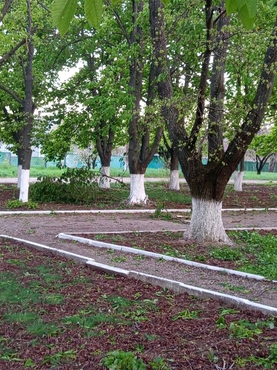 Сильний вітер і пилова буря: на Одещині повалені дерева, пошкоджені будівлі та знеструмлення