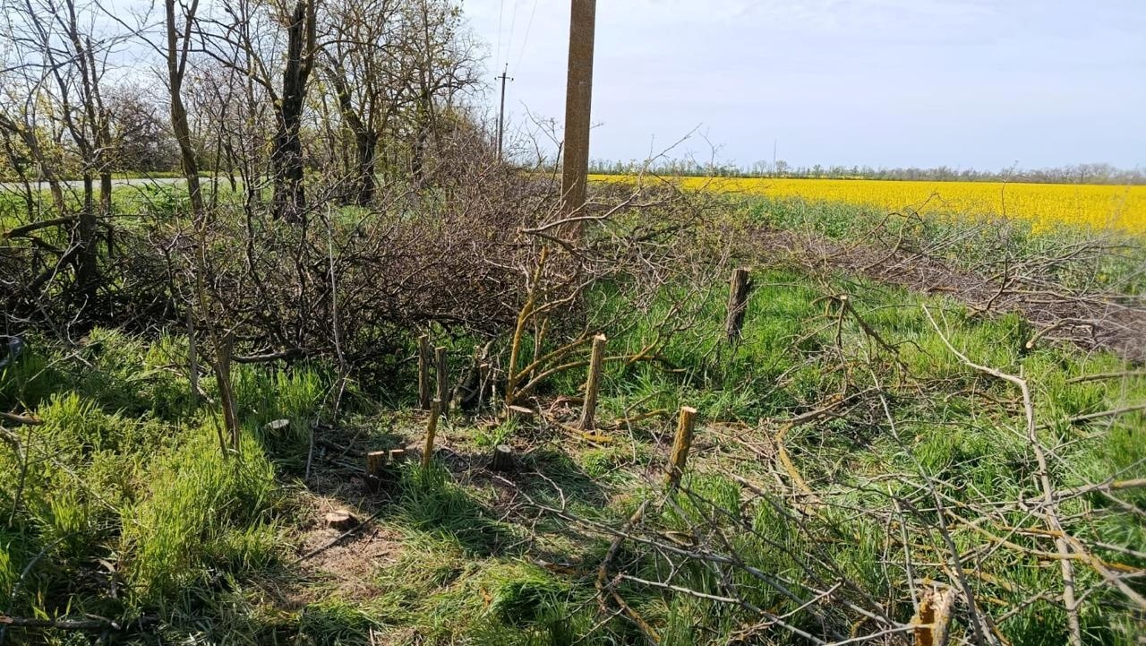 В Одеському районі незаконно вирубали понад 300 дерев у лісосмузі: збитки — понад 692 тисячі гривень