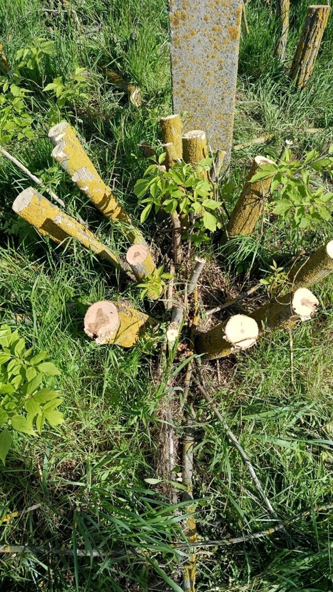 В Одеському районі незаконно вирубали понад 300 дерев у лісосмузі: збитки — понад 692 тисячі гривень