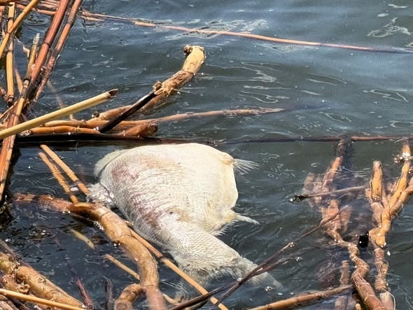 Замор риби біля Градениць: екологи відібрали проби води