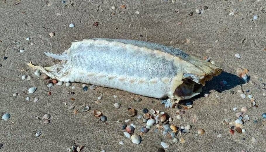 На узбережжі Чорного моря фіксують загибель рідкісних осетрових — що кажуть науковці