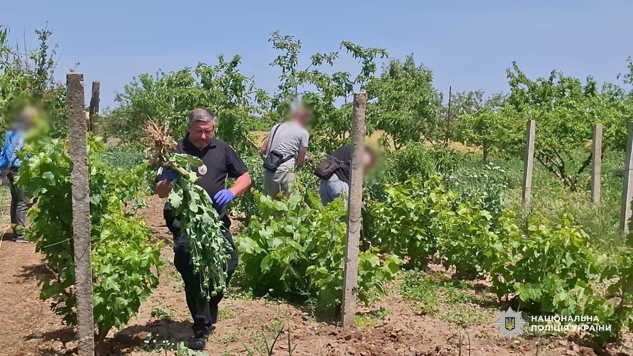 Спецоперація «Джентльмени» на Одещині: вилучили тисячі кущів конопель та 35 кг канабісу