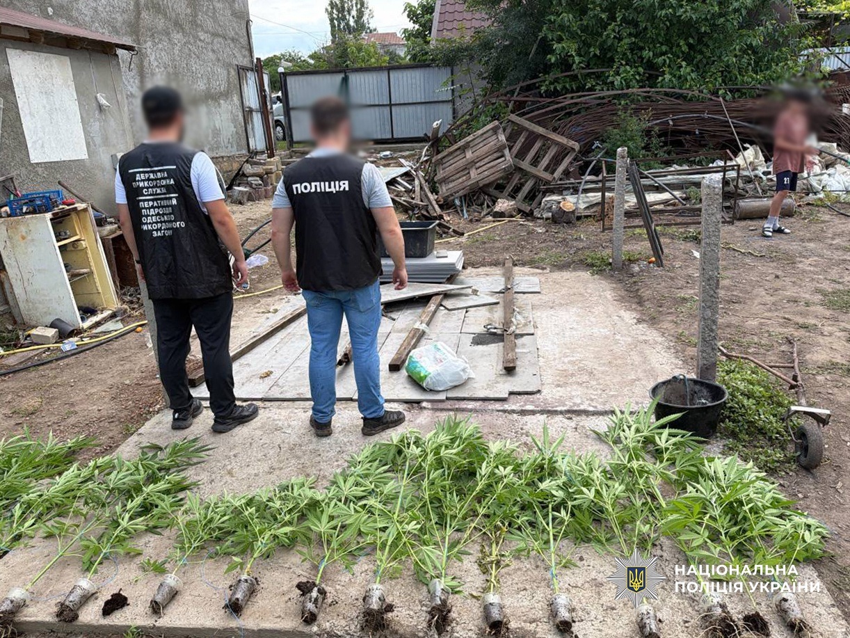 Спецоперація «Джентльмени» на Одещині: вилучили тисячі кущів конопель та 35 кг канабісу