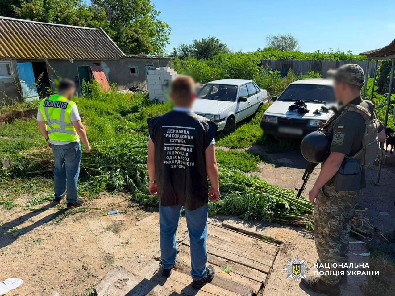 Спецоперація «Джентльмени» на Одещині: вилучили тисячі кущів конопель та 35 кг канабісу