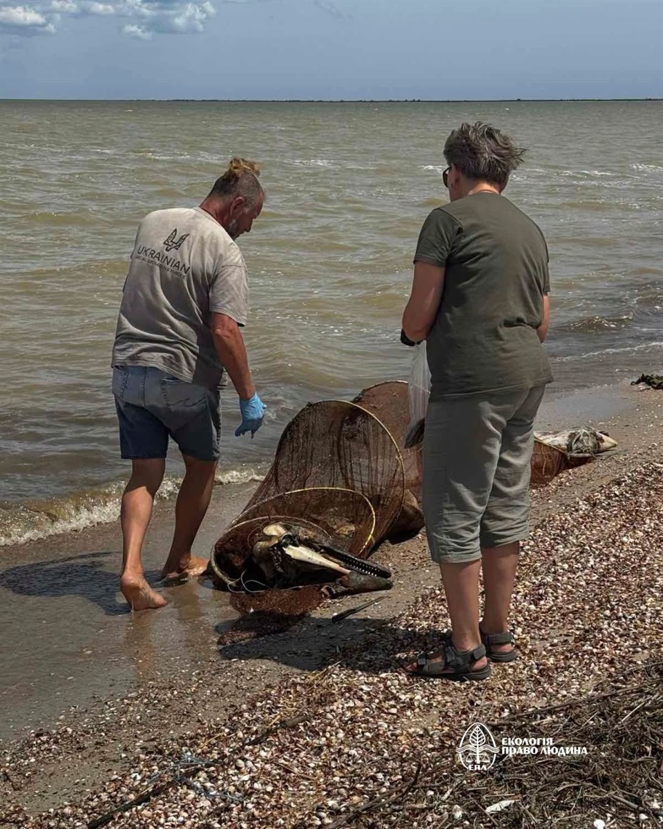 У «Тузлівських лиманах» зафіксували рекордну загибель дельфінів через війну