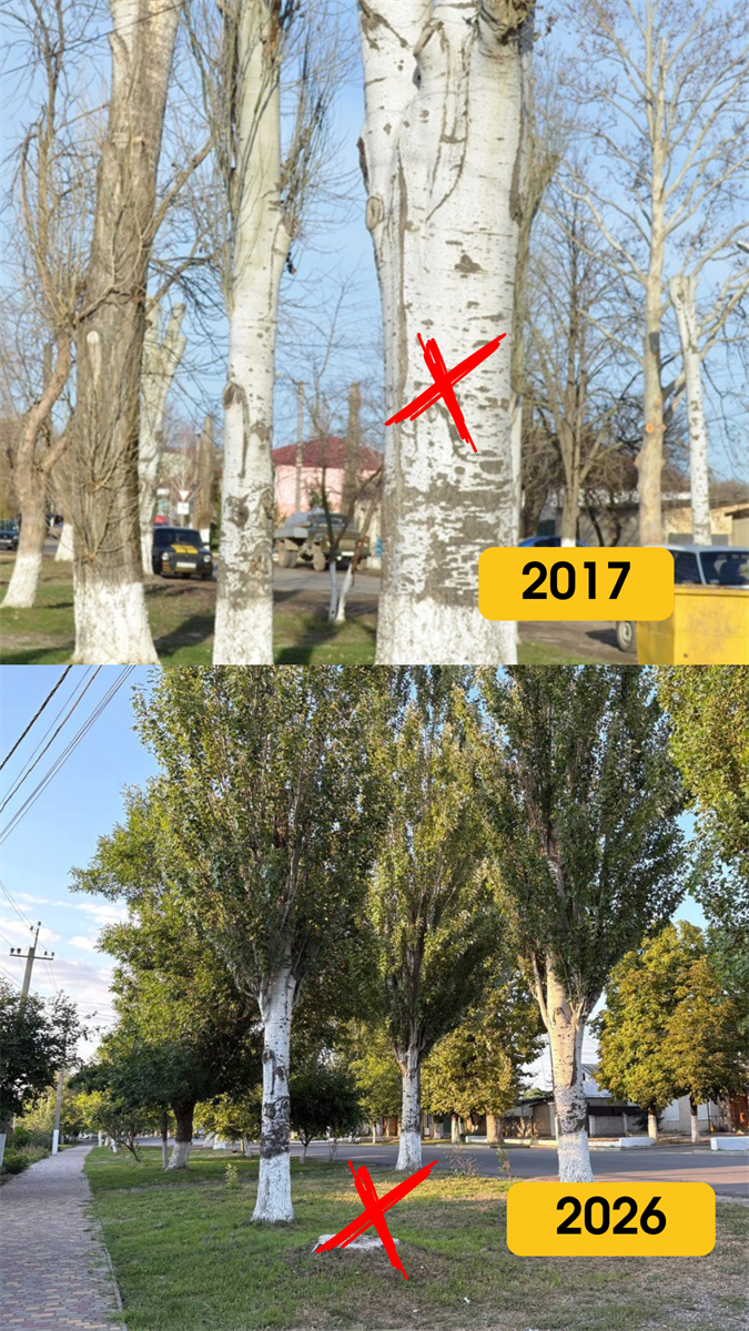Одне дерево зникло