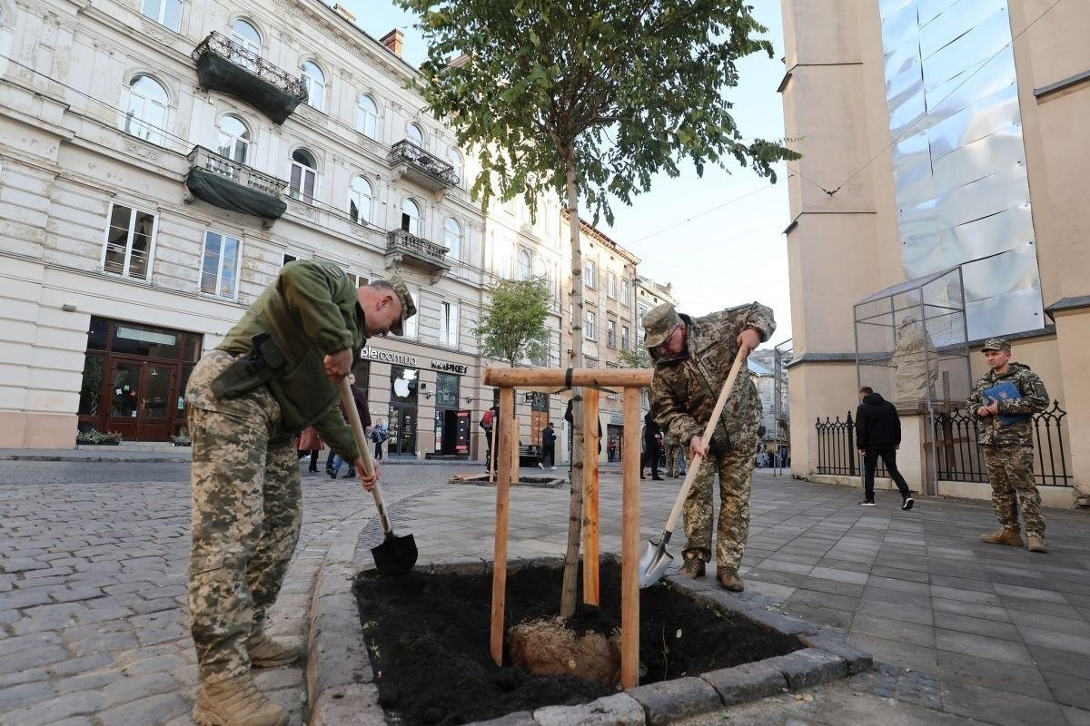 Так укріплюють молоді дерева у Львові 