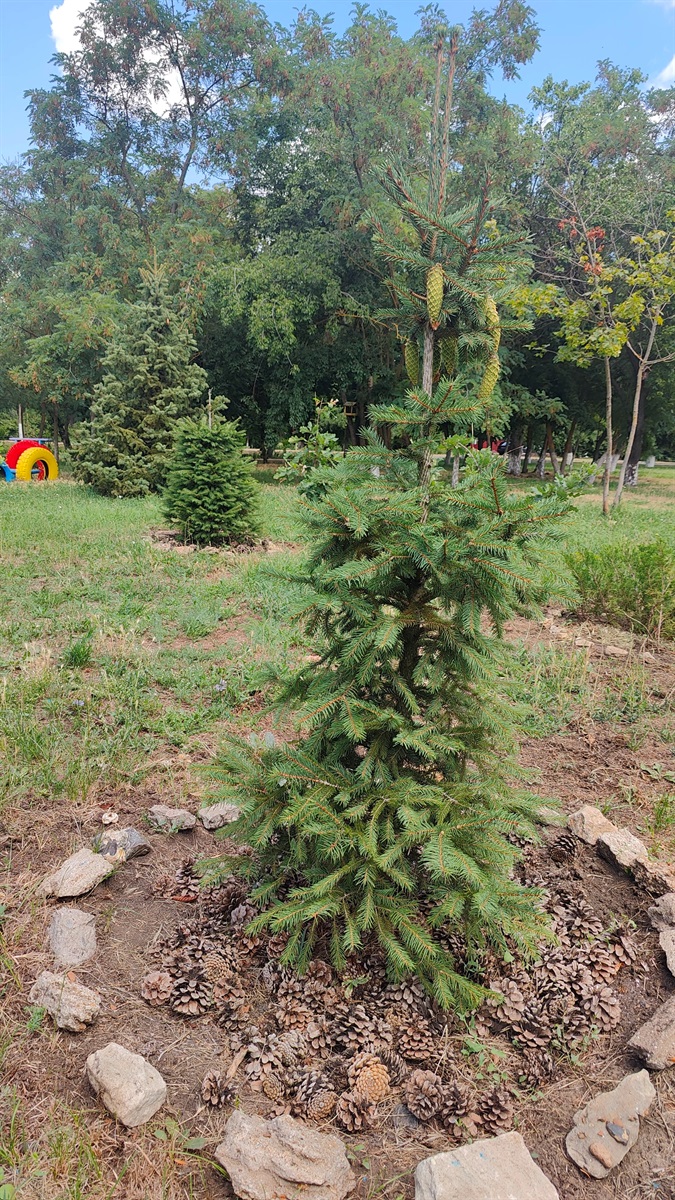 Чи зникають дерева Біляївки: з'ясовуємо, що стається із зеленими насадженнями після суботників